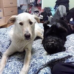 Meet your Posher, Jason